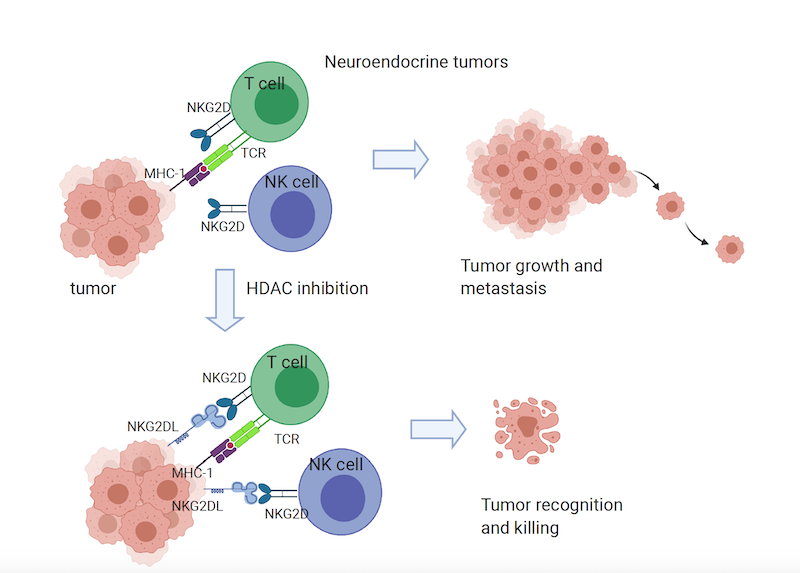 Small cell lung cancer