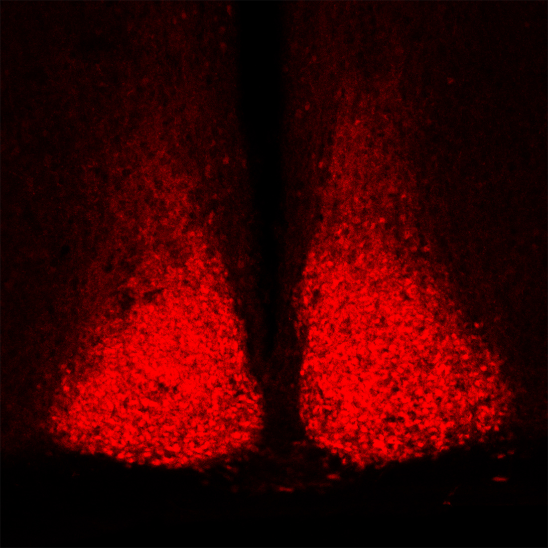 Microscopic image of the mouse suprachiasmatic nucleus, the brain region responsible for controlling circadian rhythms.
