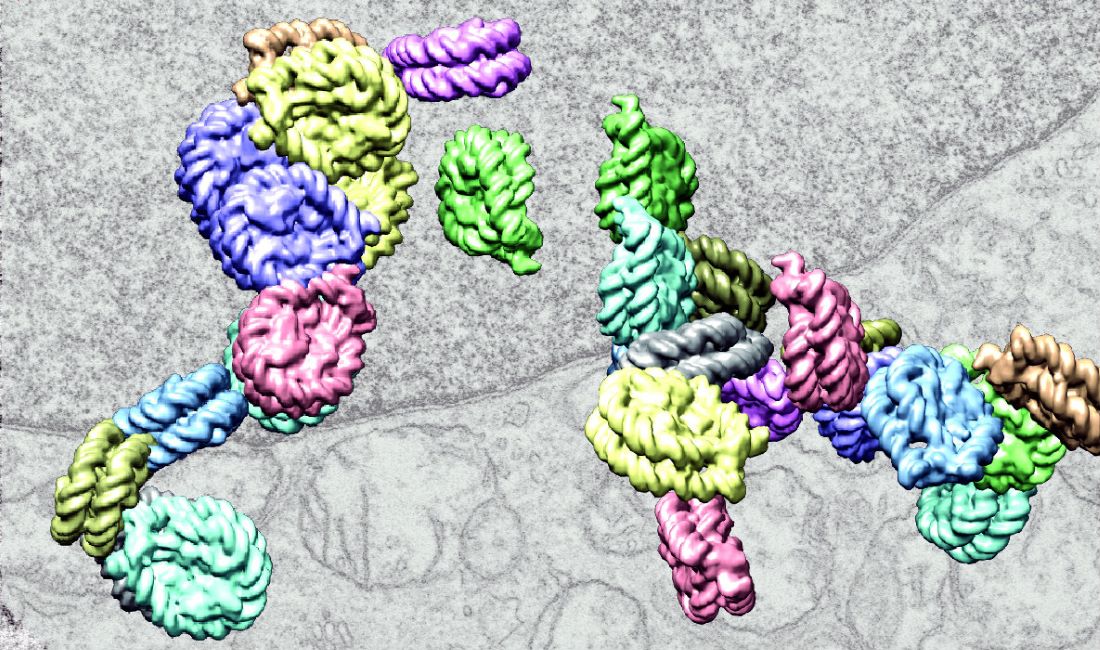 Interacting chains of chromatin