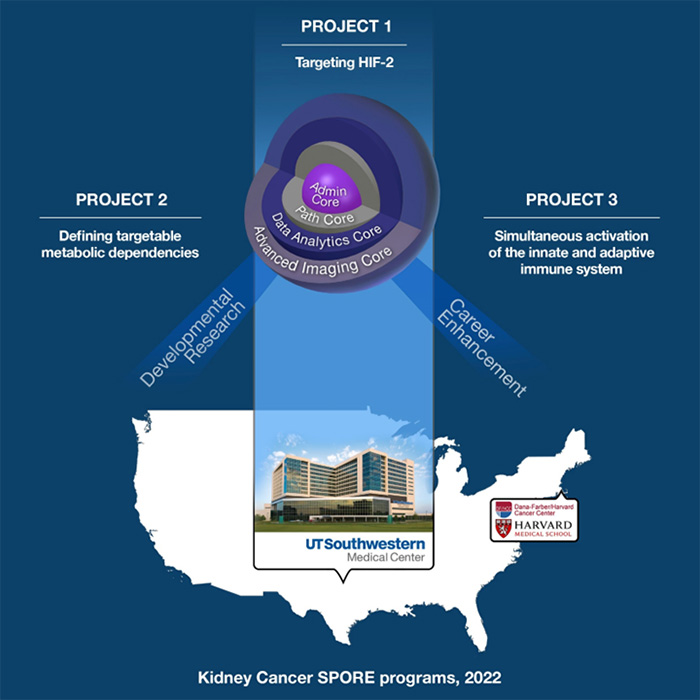 SPORE project phases