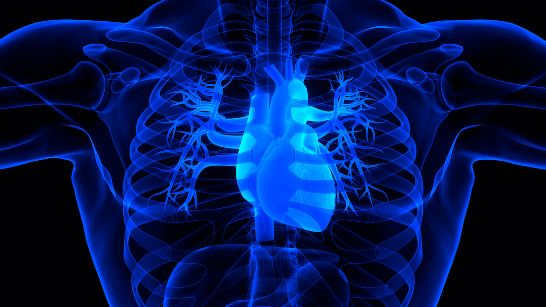 3D Illustration Concept of Human Circulatory System Heart Anatomy