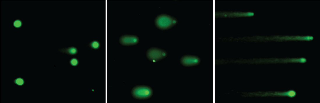 A comet assay test