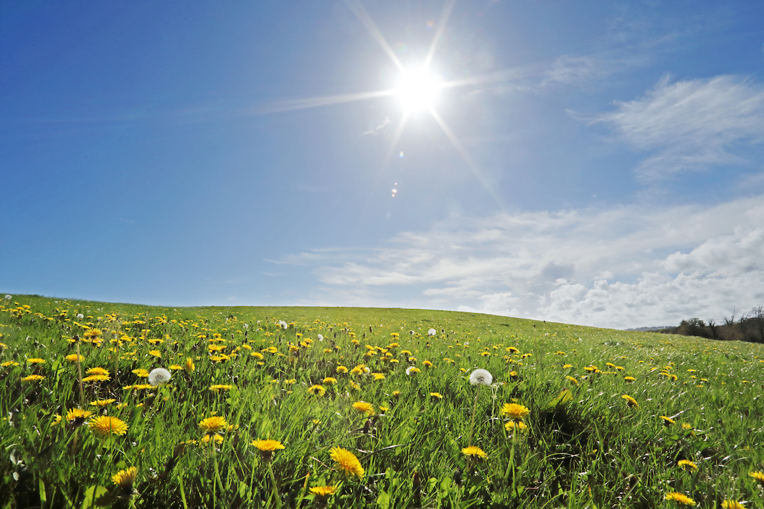 Wildflowers