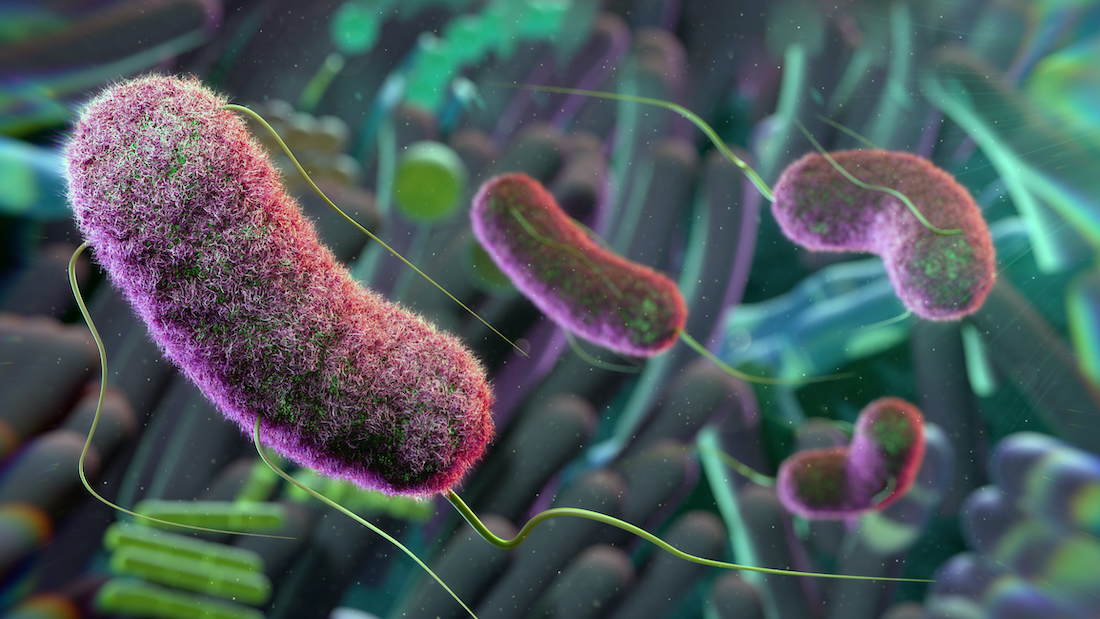 Conceptual illustration of the gut microbiome. The gut microbiome refers to all of the microbes in the intestines. These microbes influence many aspects of health, including the immune system, and they help digest food