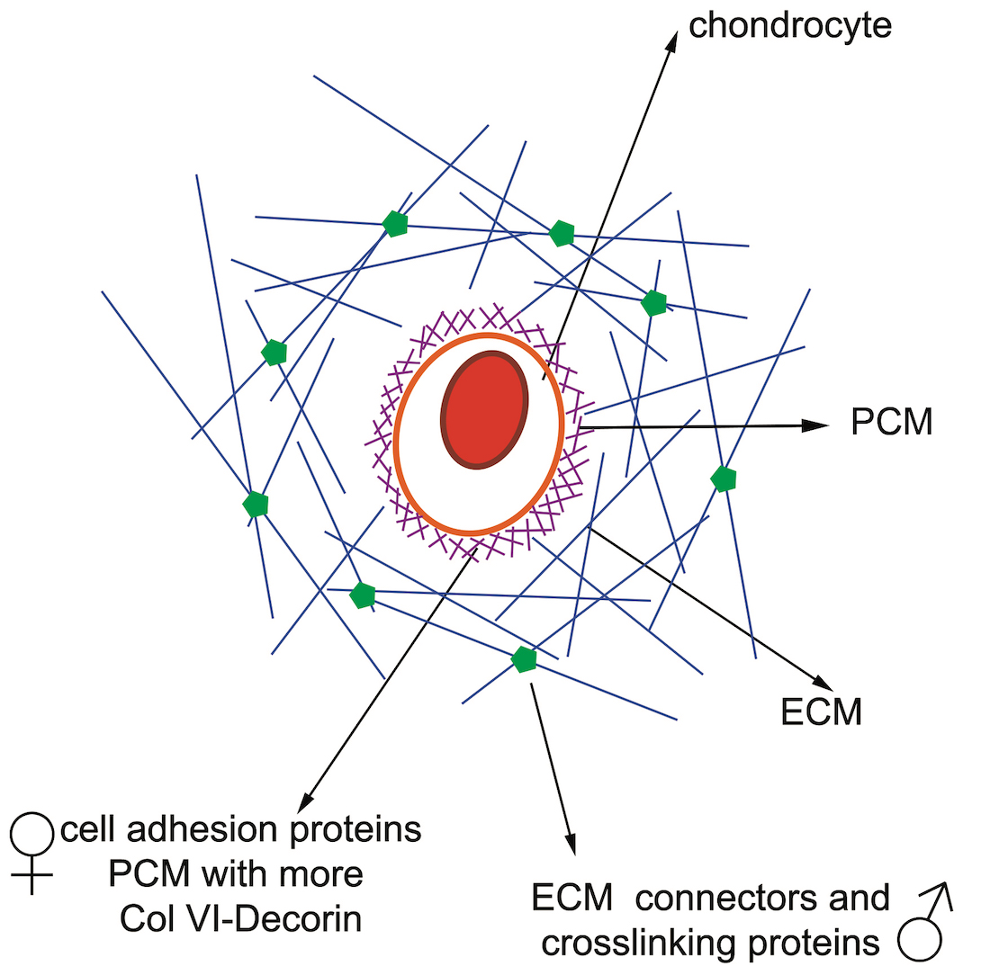 Articular cartilage is formed by a load-bearing extracellular matrix (ECM) rich in collagen and proteoglycans with sparsely embedded chondrocyte cells.