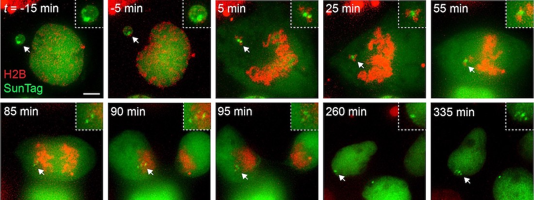 chromosomes in micronuclei (green) by live-cell imaging