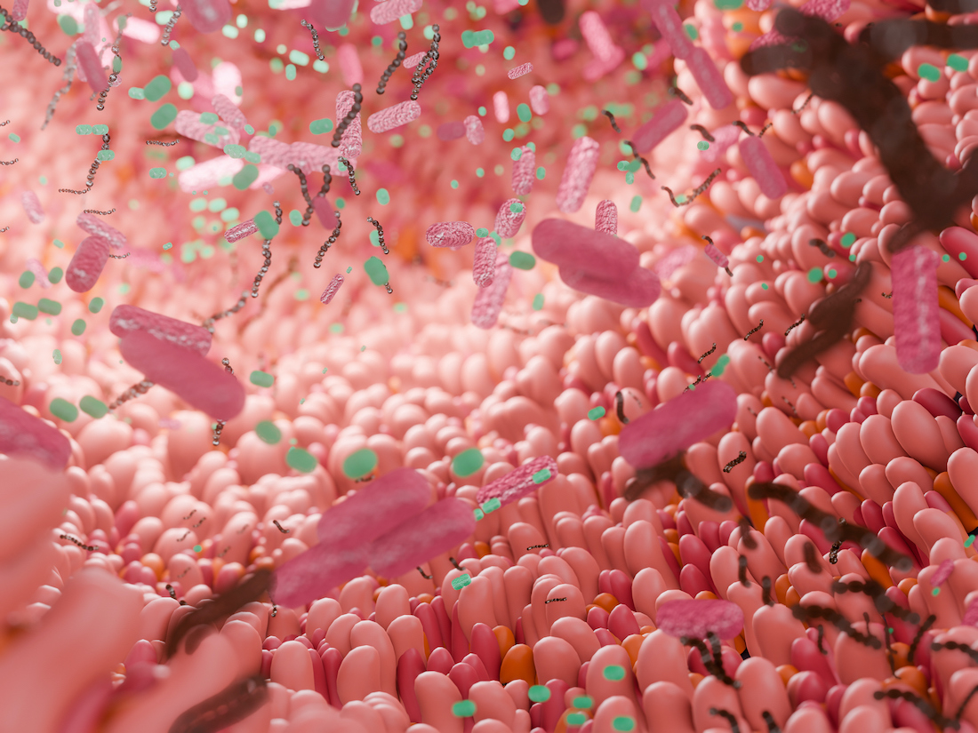 Human close-up inner view of intestine. 3d render of digestive anatomy