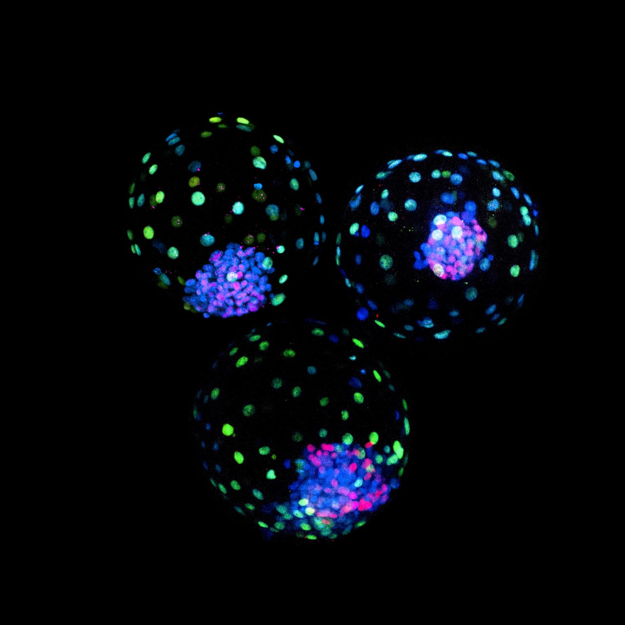 Bovine blastoids assembled by trophoblast stem cells and expanded potential stem cells. Stained for epiblast marker SOX2 (magenta), hypoblast marker SOX17 (red) and trophectoderm marker CDX2 (green).