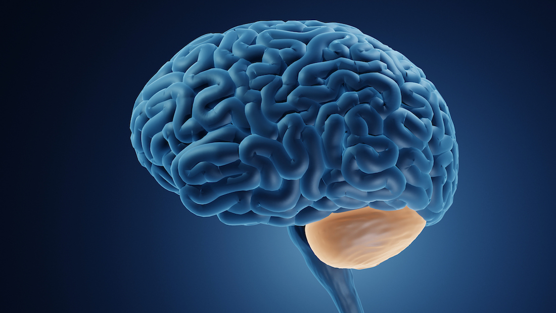 Illustration highlighting cerebellum in the human brain.