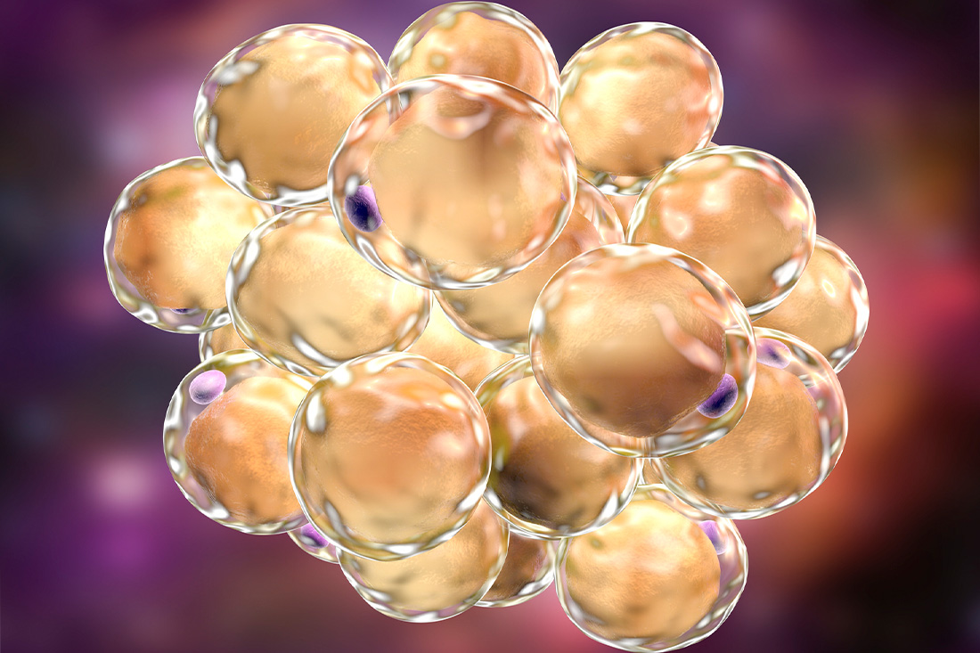 Fat cells, illustration