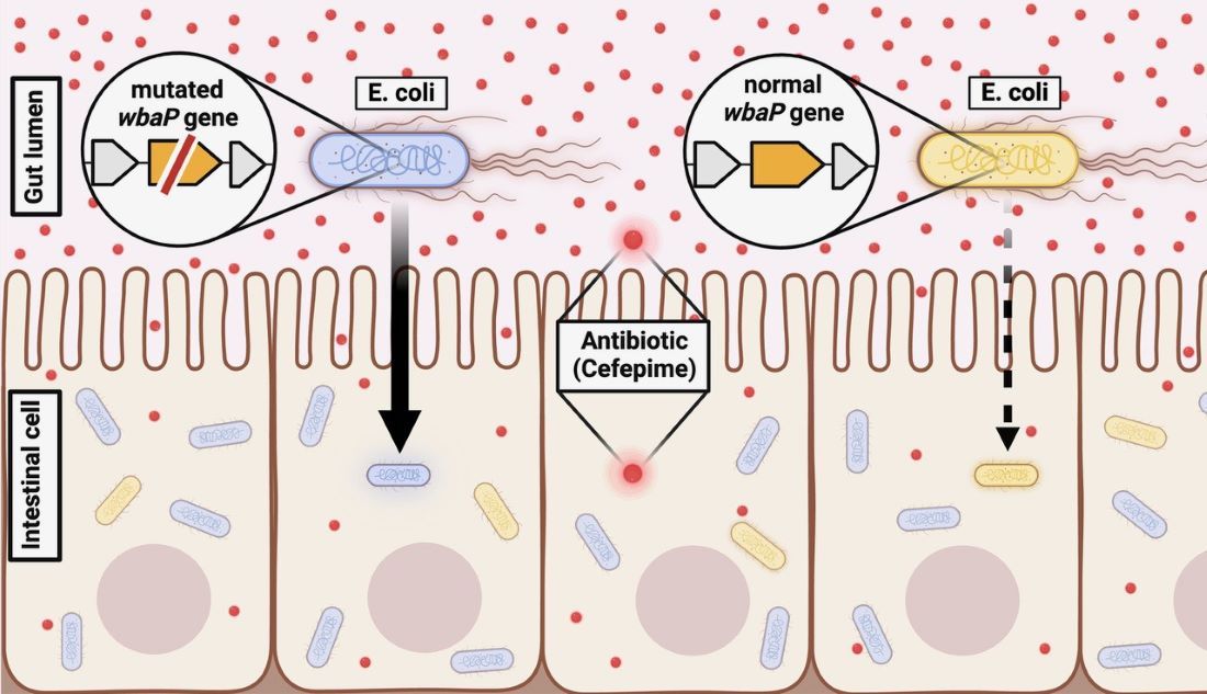 E. coli bacteria with intact wbaP genes 