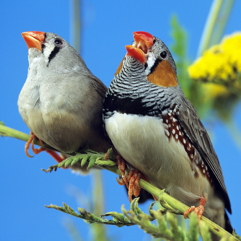 Zebra finches