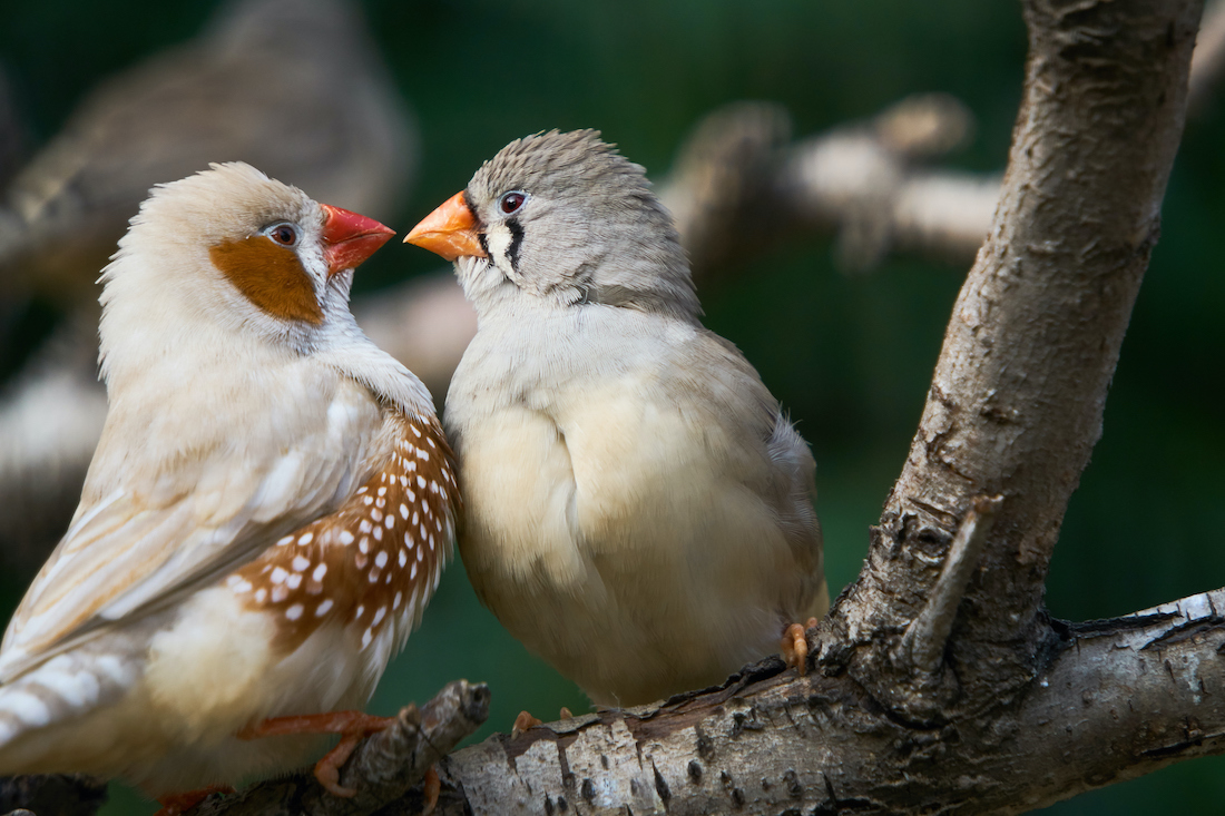 Two zebra finch