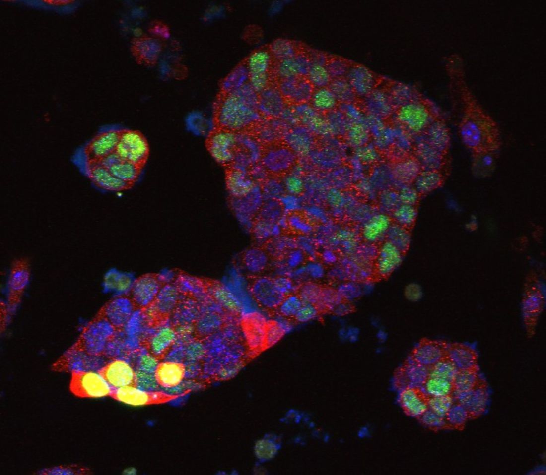 Preclinical microscopic image