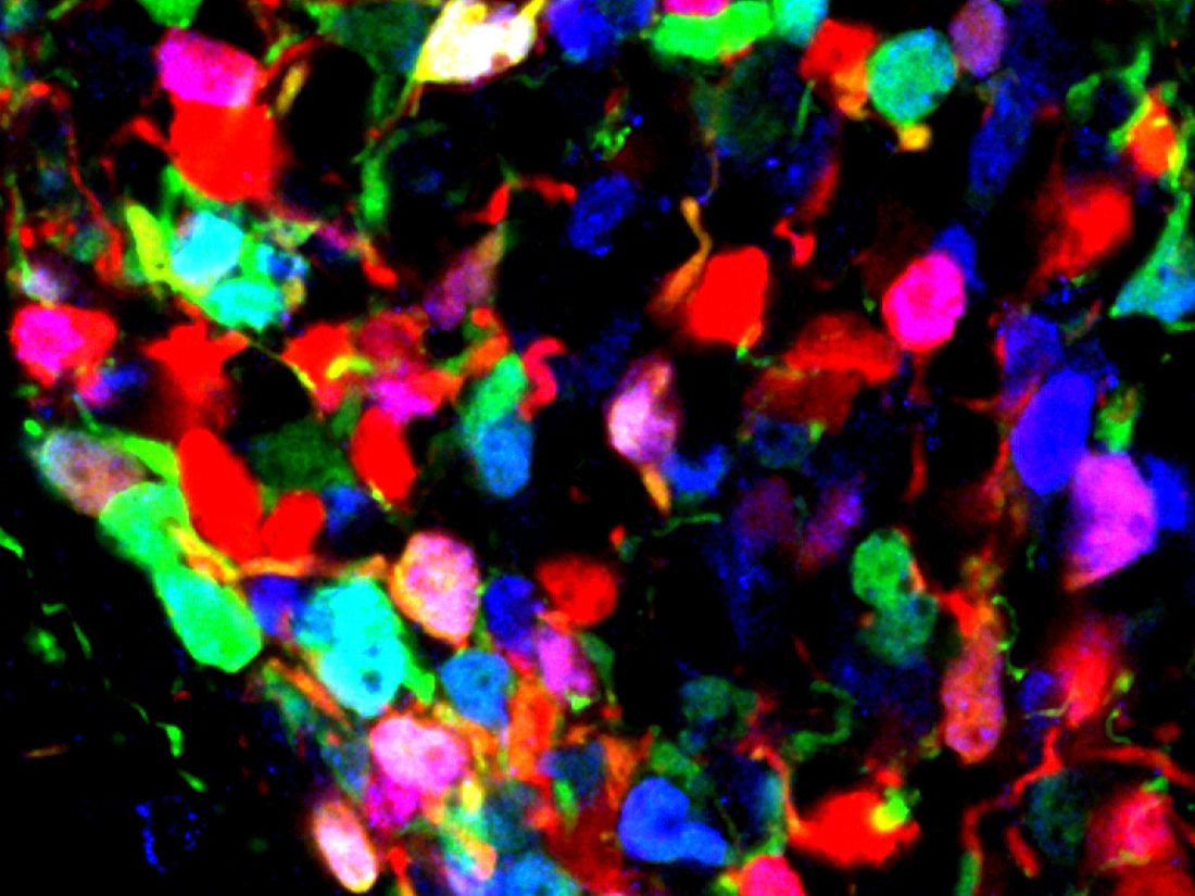 Microscopy image shows developing mouse hypothalamic tissue
