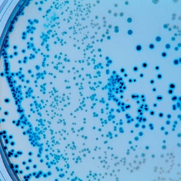 Viewing microbes under scope