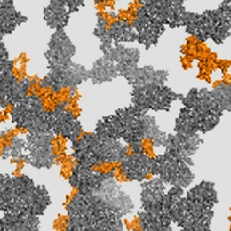 Computational Biology