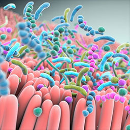 3D render of the gastrointestinal microbiome that shows microbiota in an array of different colors