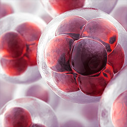 Multiple circular red cells clumped together encapsulated by a larger circular cell