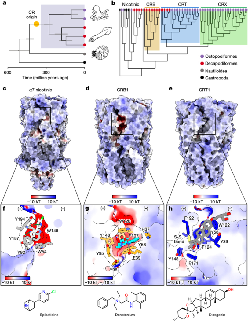 Cryo-EM reveals function of protein implicated in rare hereditary disease