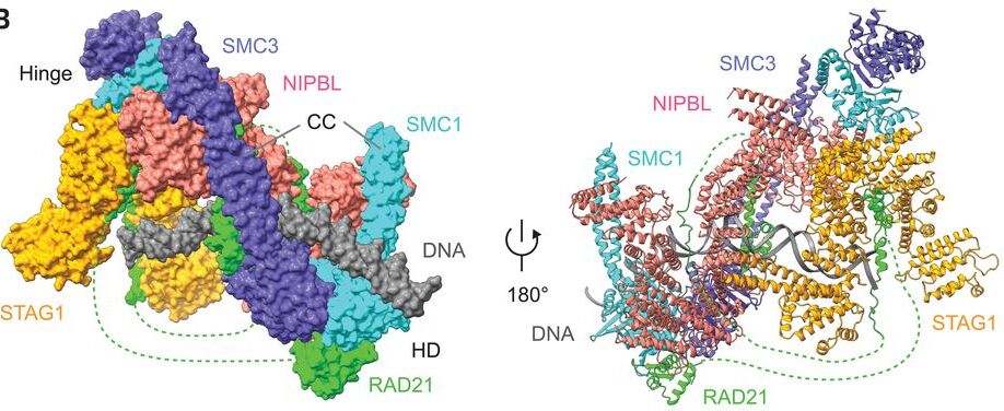 Cryo-EM structure of the human cohesin-NIPBL-DNA complex