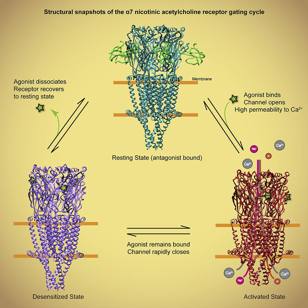 Structure and Gating Mechanism of the Α7 Nicotinic Acetylcholine Receptor