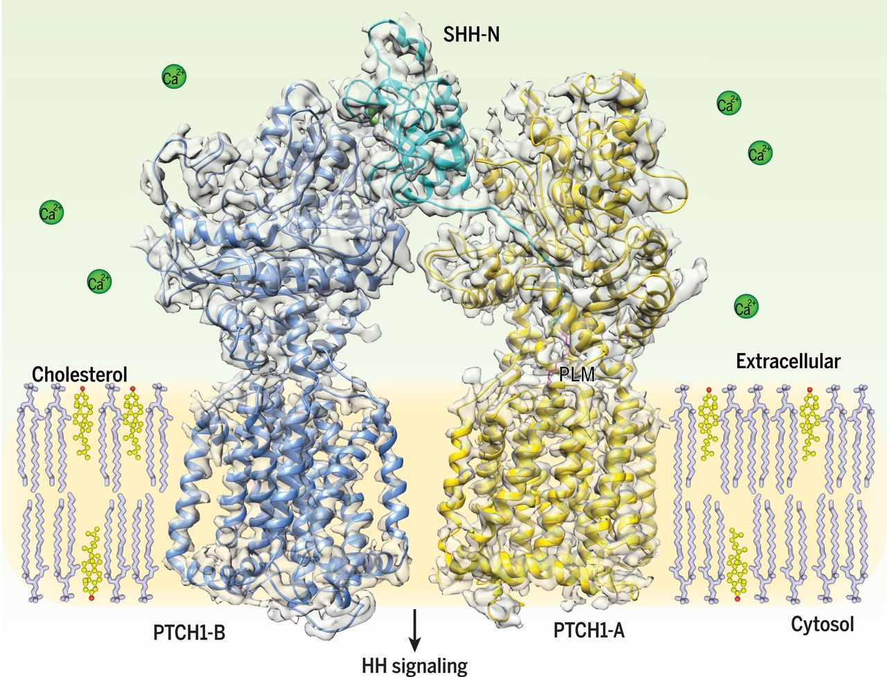 Two Patched molecules engage distinct sites on Hedgehog yielding a signaling-competent complex