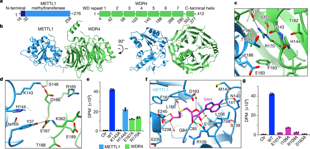 Structures and mechanisms of tRNA methylation by METTL1–WDR4