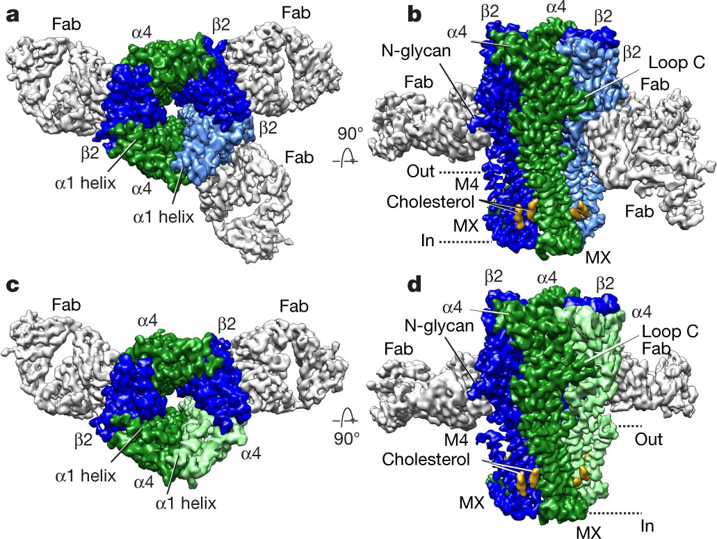 Structural principles of distinct assemblies of the human α4β2 nicotinic receptor