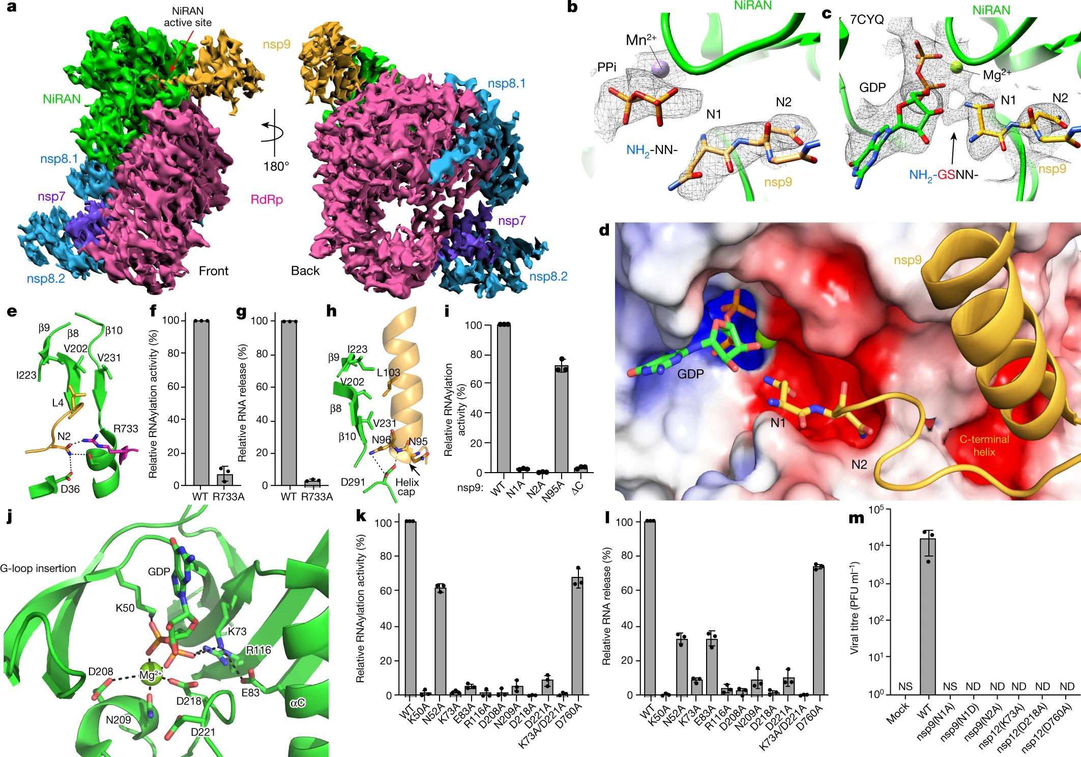 The mechanism of RNA capping by SARS-CoV-2