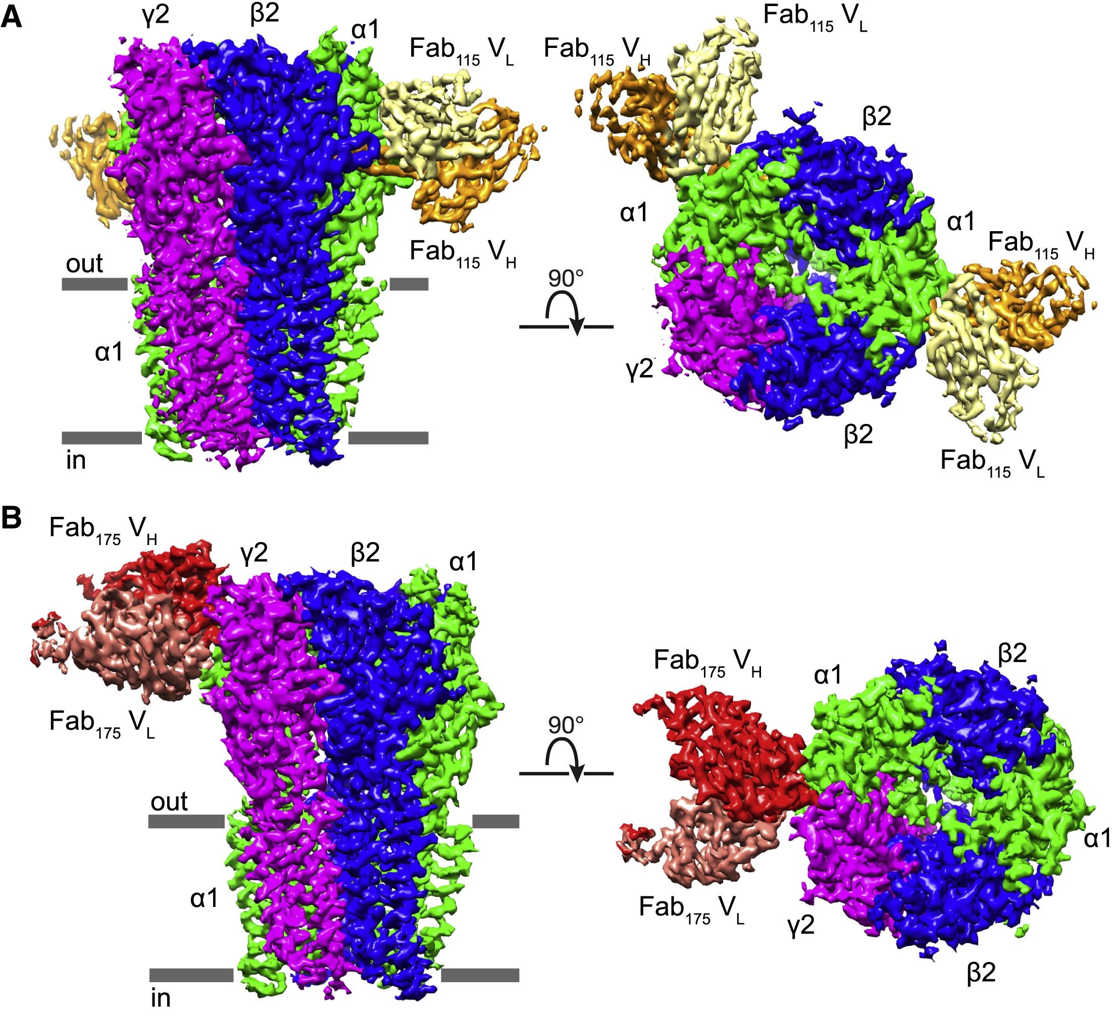 Structural mechanisms of GABAA receptor autoimmune encephalitis