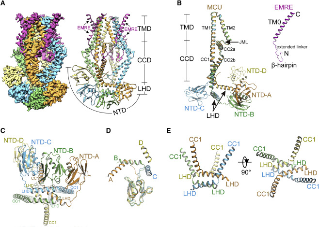 Structural mechanism of EMRE-dependent gating of the human mitochondrial calcium uniporter