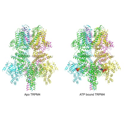 TRPM4 Cation Channel Findings Published