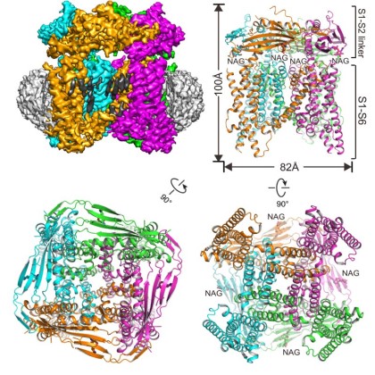 CEMF Group Publishes Atomic Protein Structure