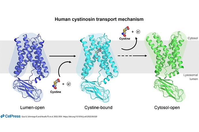 Cryo-EM reveals function of protein implicated in rare hereditary disease