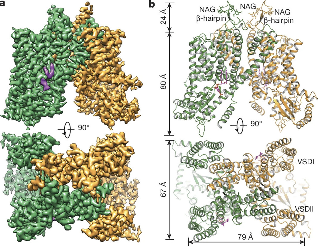 Structural insights into the voltage and phospholipid activation of the mammalian TPC1 channel
