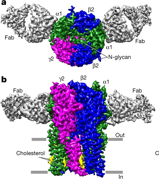 Structure of a human synaptic GABAA receptor