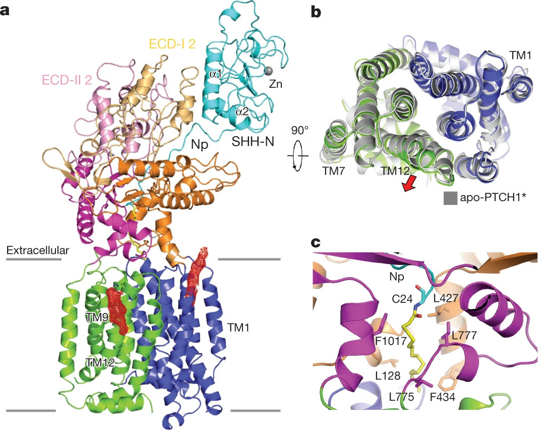 Structures of human Patched and its complex with native palmitoylated Sonic Hedgehog