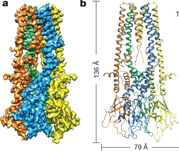 Cryo-EM structure of a fungal mitochondrial calcium uniporter