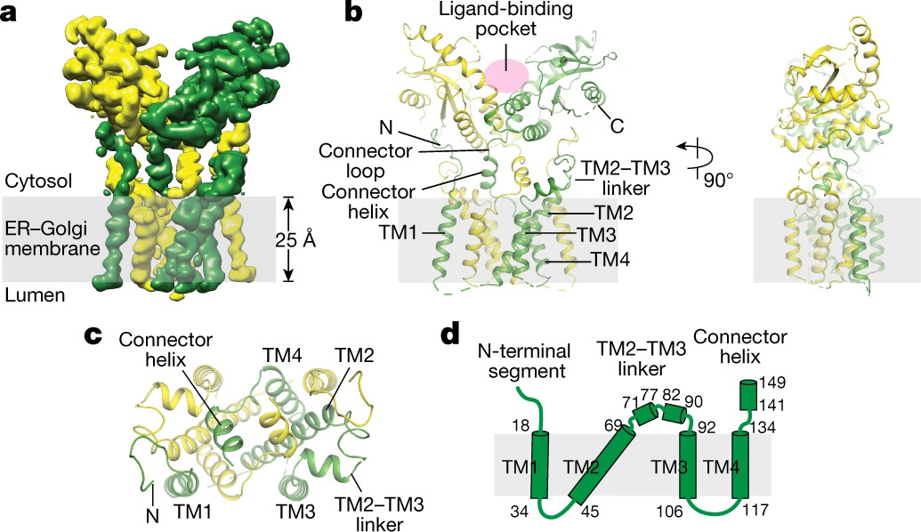 Cryo-EM structures of STING reveal its mechanism of activation by cyclic GMP-AMP