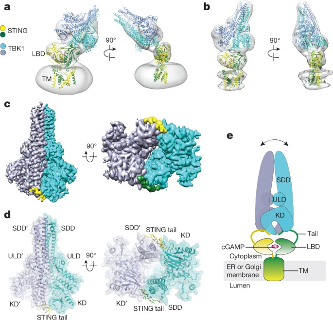 Structural basis of STING binding with and phosphorylation by TBK1