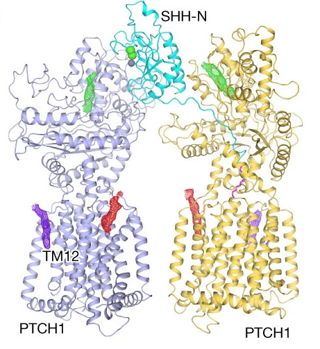 Cryo-EM structure of oxysterol-bound human Smoothened coupled to a heterotrimeric Gi