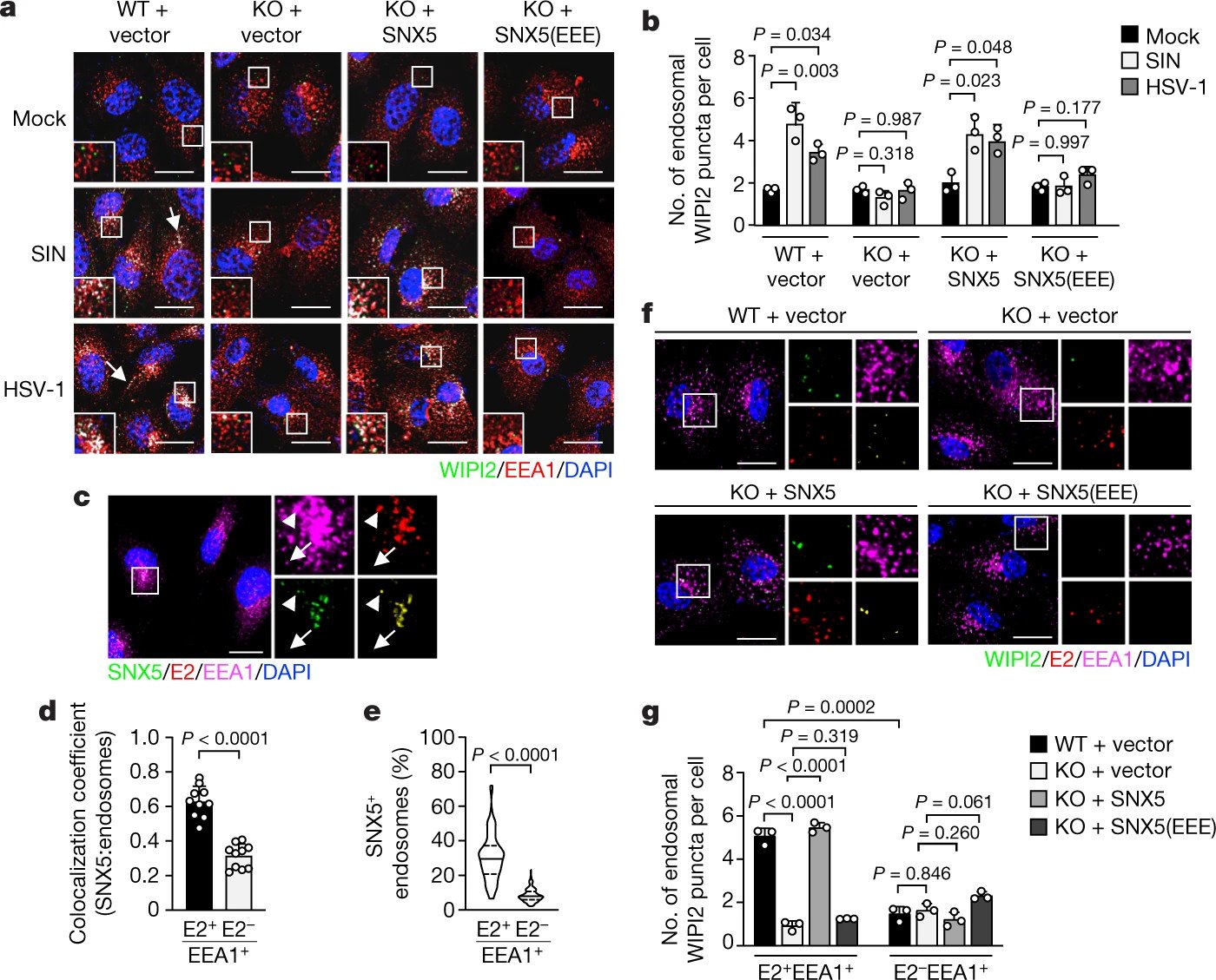 Sorting nexin 5 mediates virus-induced autophagy and immunity