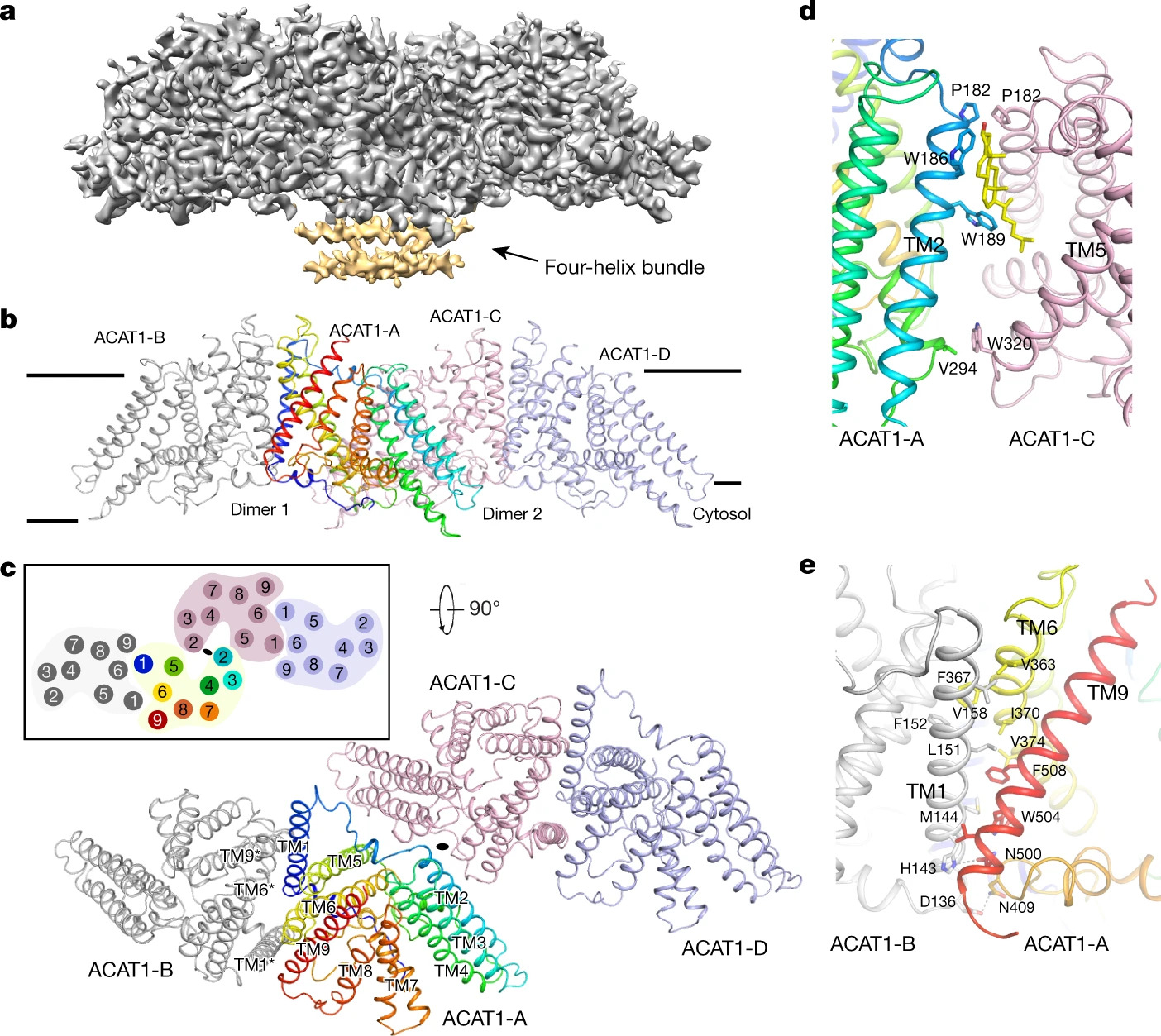 Structure of nevanimibe-bound tetrameric human ACAT1