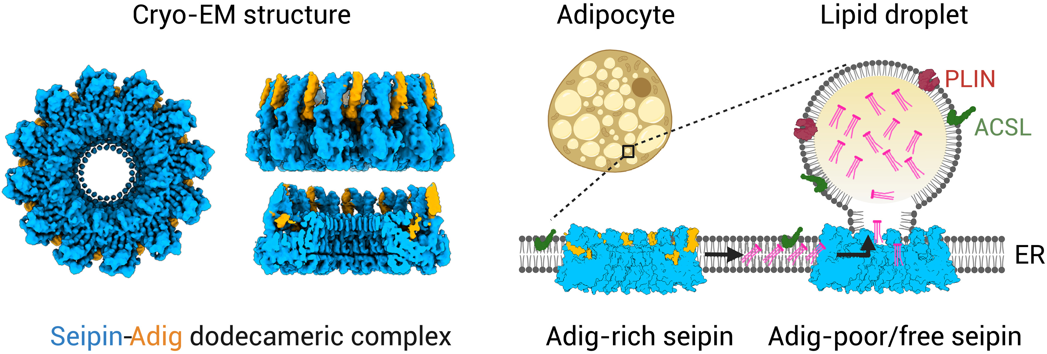Adipogenin promotes the development of lipid droplets by binding a dodecameric seipin complex.