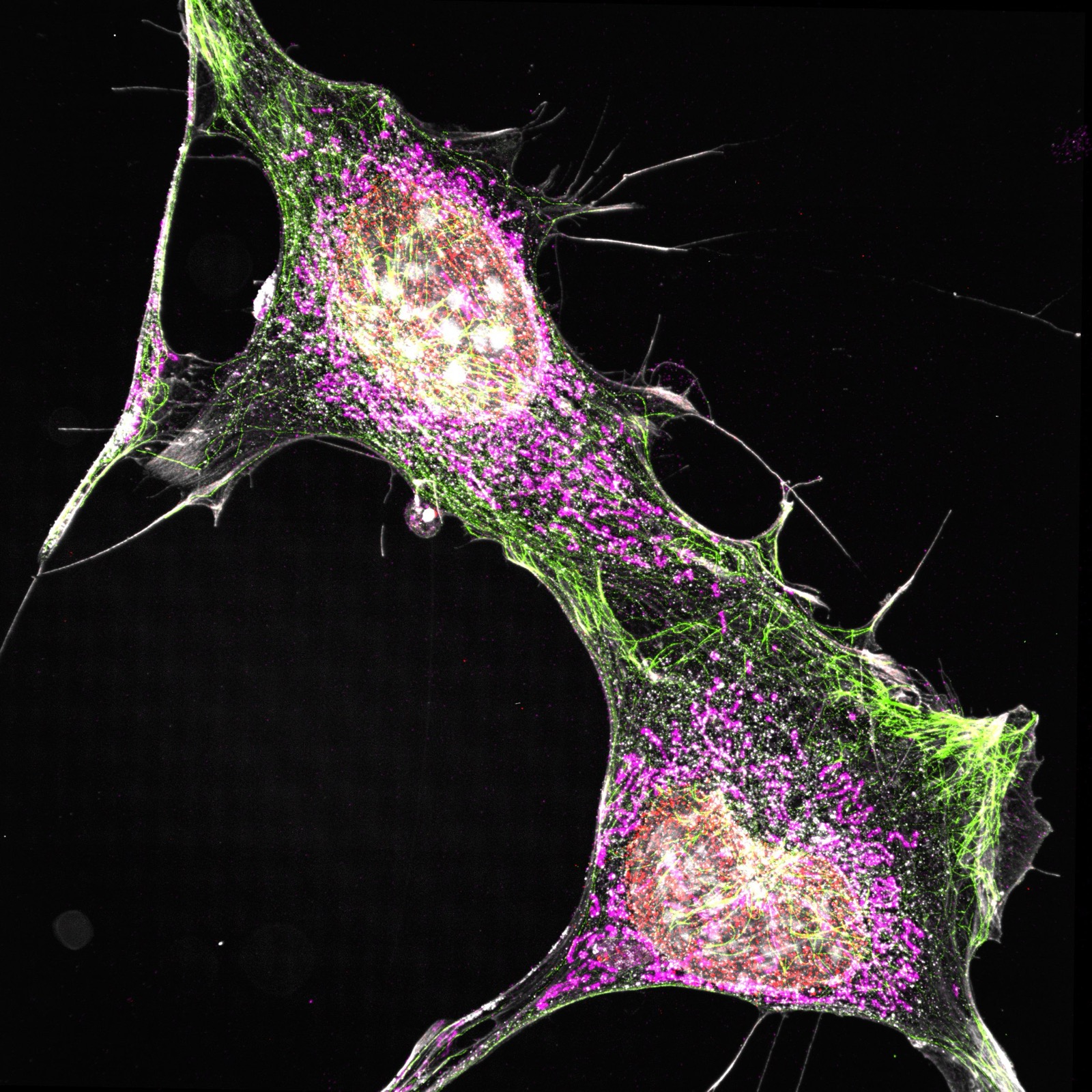 Representative multichannel fluorescence microscopy example