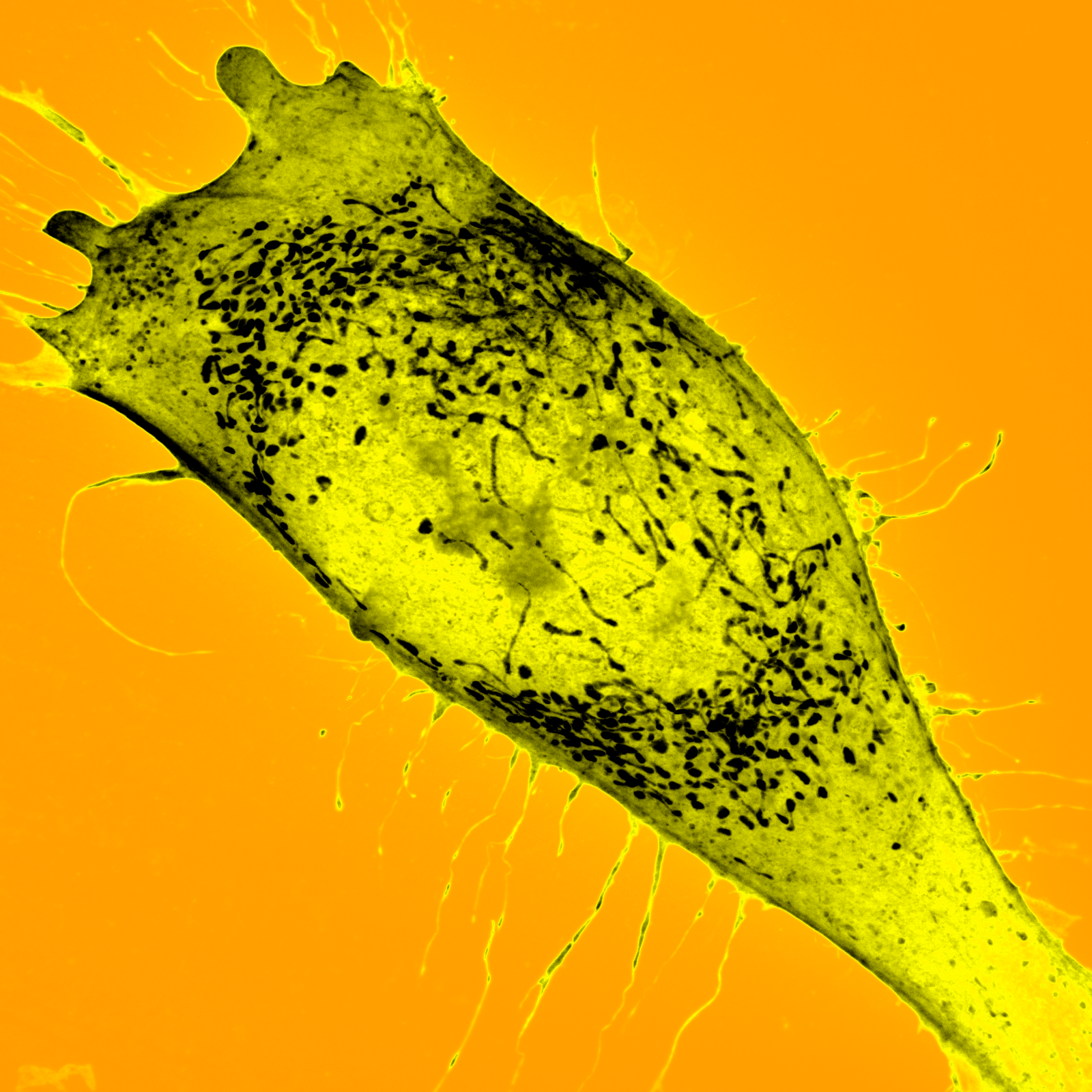Representative high-contrast cell microscopy example