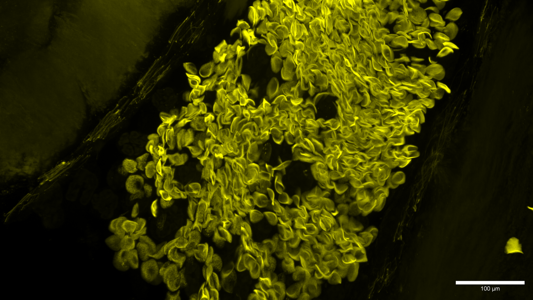 Representative high-resolution tissue microscopy example with scale bar