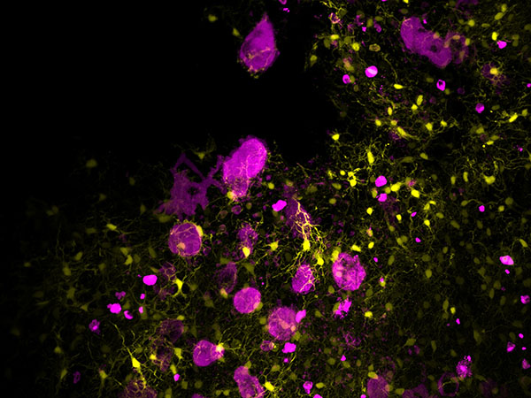 Expanded stem cell niche image