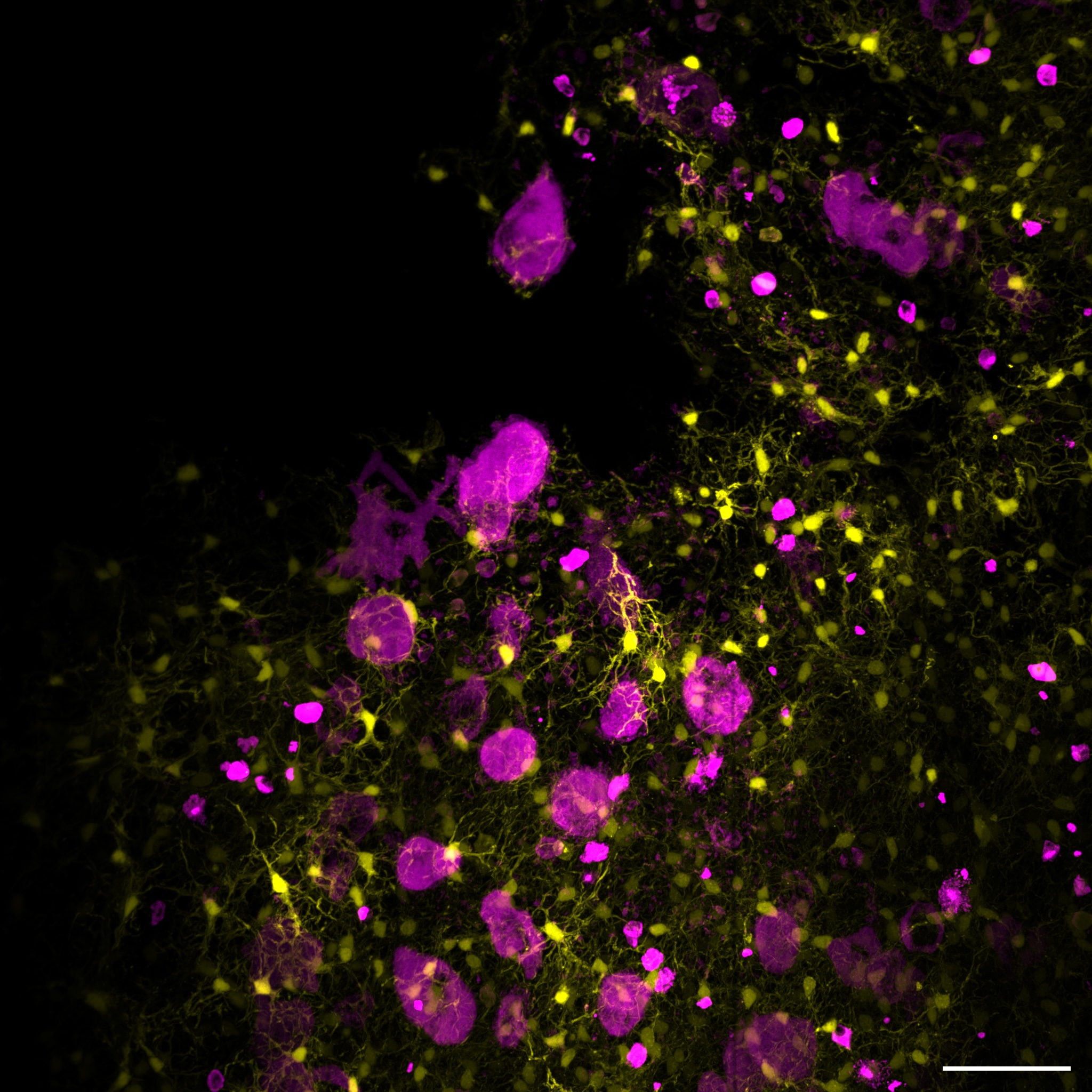 Leptin-receptor-positive cells and megakaryocytes within the hematopoietic stem-cell niche.